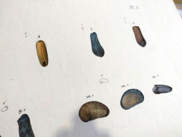 Napoleon Egypt Description De Legypte 1817 Savigny Shells Plate 5 Hand Colored