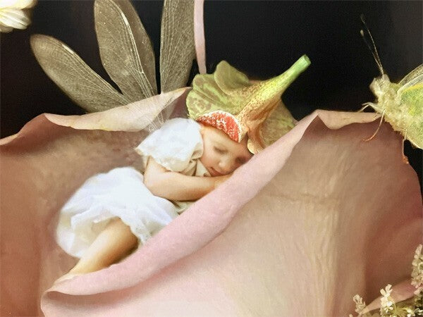 Charlotte Bird (Uk) Photograph Print Fairy Rose