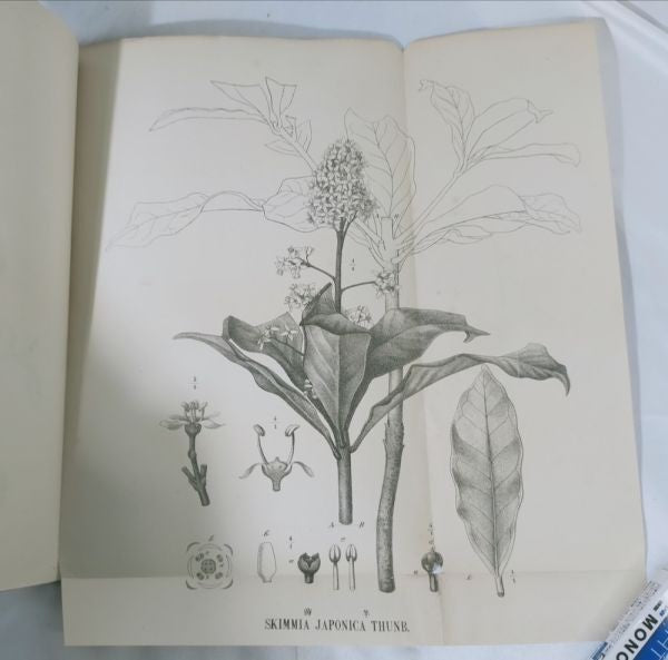 Eykman Phytochemische Notizen Japanische Pflanzen Tokyo University 1883 Rare