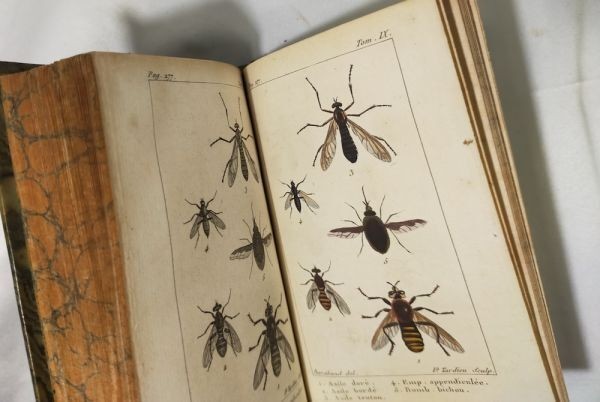 1813 Histoire Naturelle Des Insectes Tome Ix De Tigny Hand-Colored Plates Buffon
