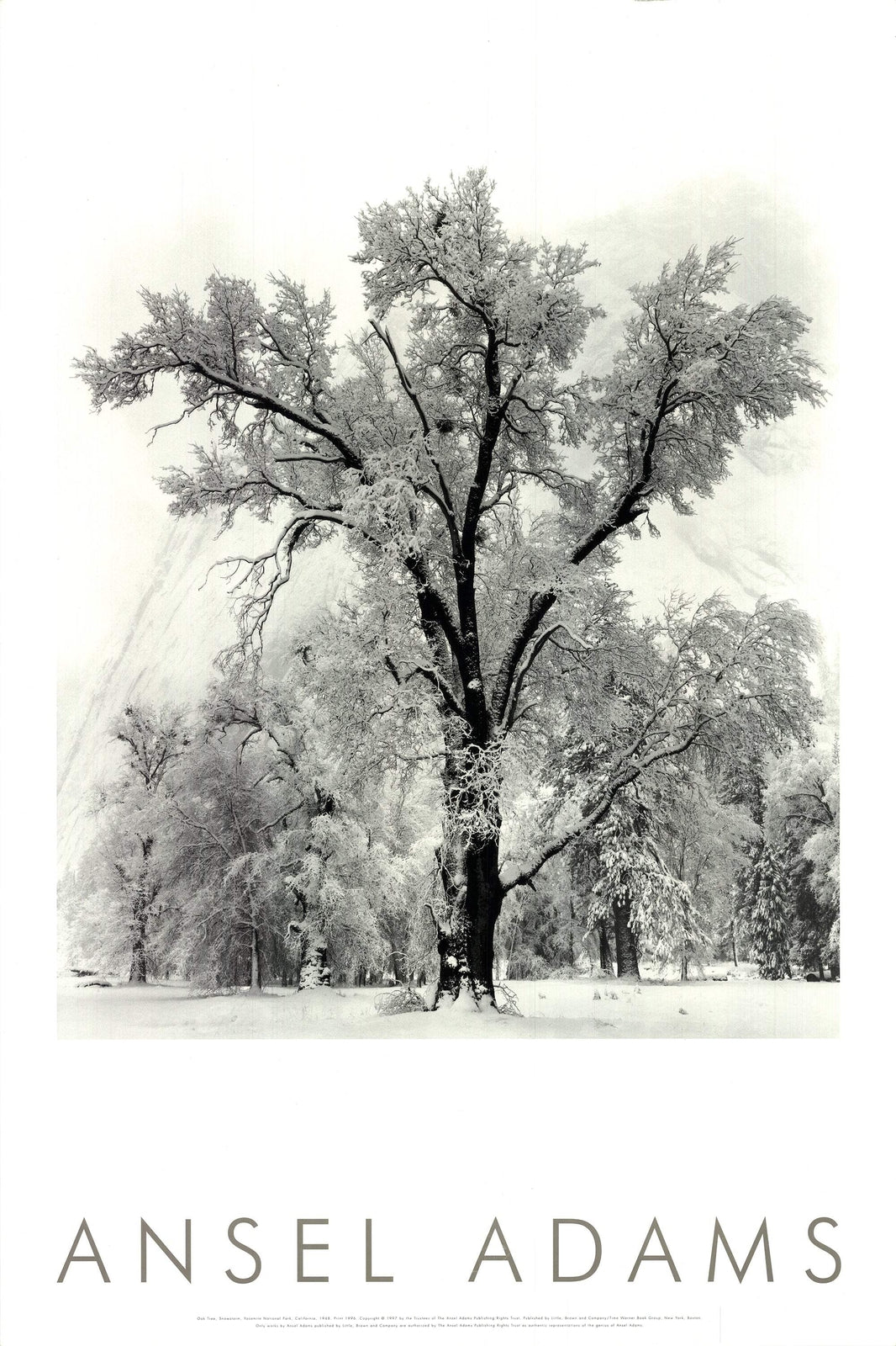 Ansel Adams Oak Tree, Snowstorm, Yosemite National Park, California () 36" X