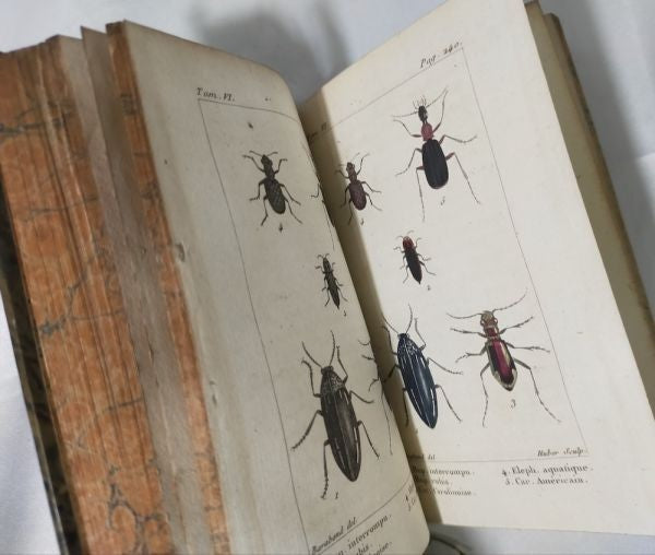 1813 Histoire Naturelle Des Insectes Tome Vi De Tigny Hand-Colored Plates Buffon
