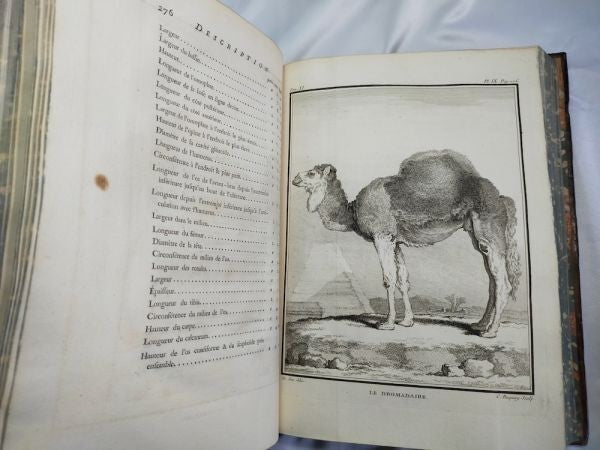 1754 Buffon Histoire Naturelle Vol 11 First Ed Elephant Rhino Camel 42 Plates