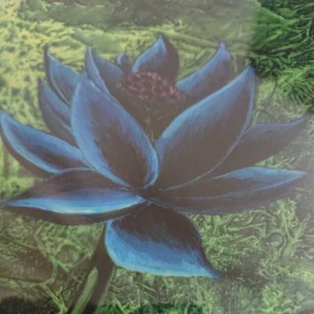 Black Lotus Mtg Christopher Rush Magic The Gathering Coa Le Art Print Chroma-Cel