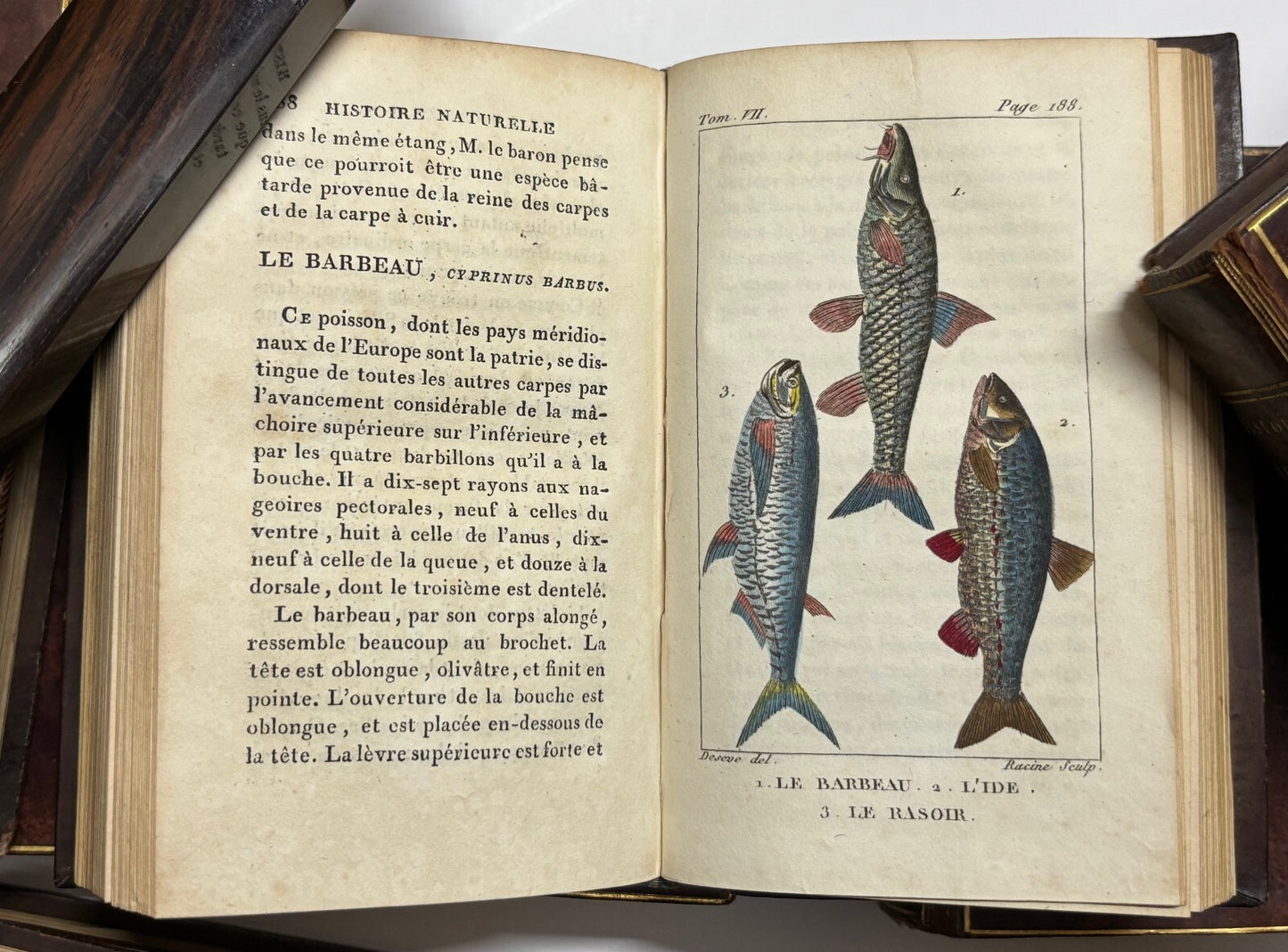 Bloch Marcus Elieser "Histoire Naturelle Des