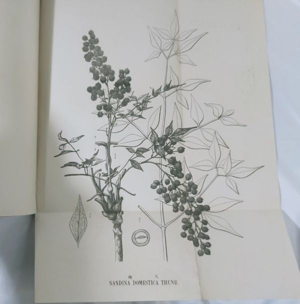 Eykman Phytochemische Notizen Japanische Pflanzen Tokyo University 1883 Rare