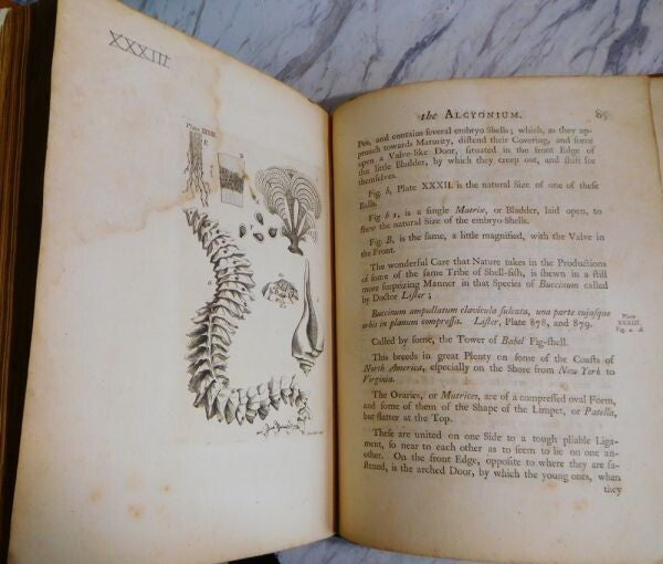 1755 John Ellis An Essay Towards A Natural