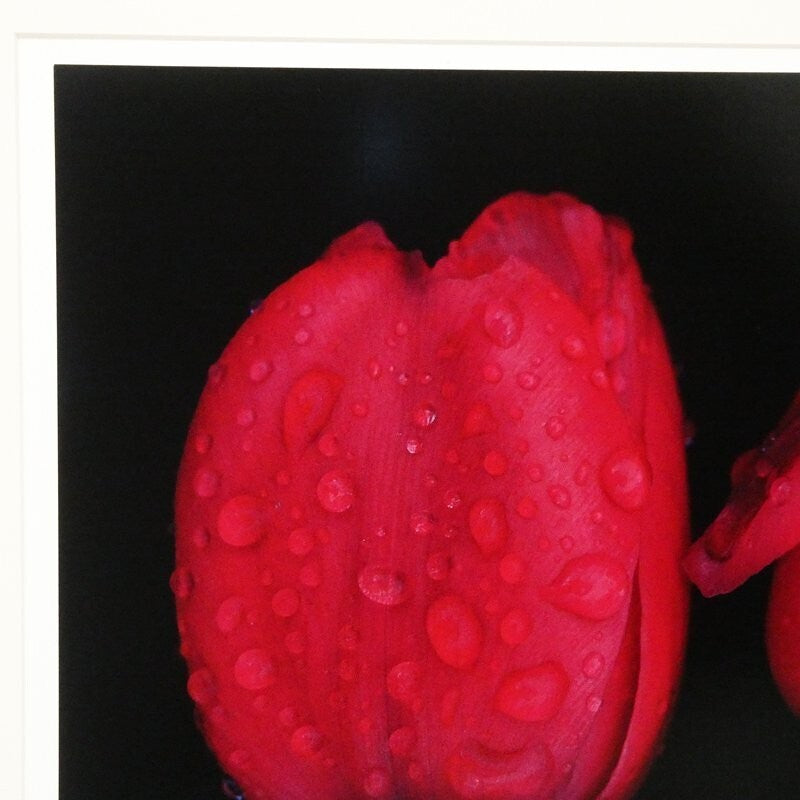 Ernst Haas Dye-Transfer Print "Flowers I (Red Tulips 1984)" Signed Limited Ed30