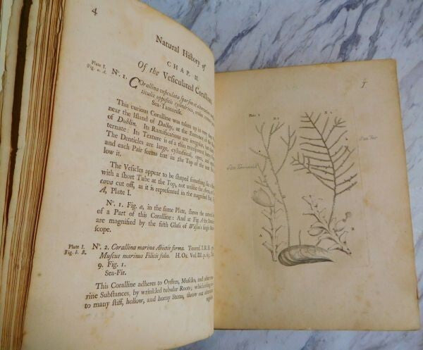 1755 John Ellis An Essay Towards A Natural