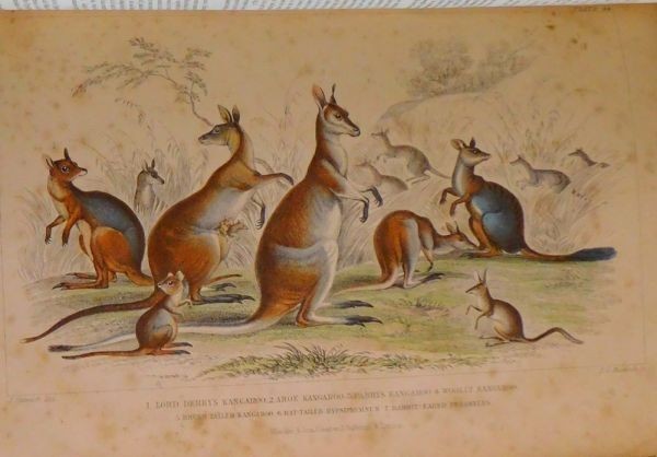 1866 Goldsmith History Of Earth And Animated Nature 2 Vols Blackie Hand-Color