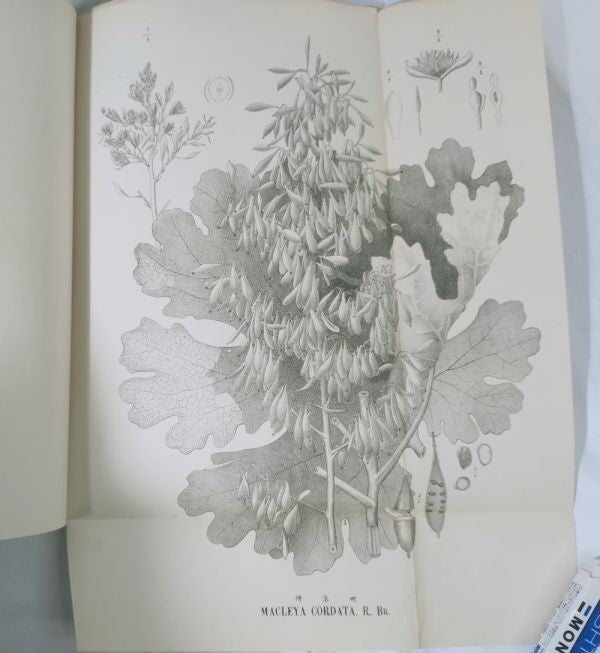 Eykman Phytochemische Notizen Japanische Pflanzen Tokyo University 1883 Rare