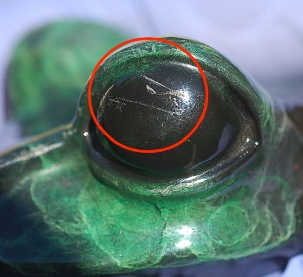 Tim Cotterill (Frogman) 9In Green Frog 303/2000 Signed 1992 Bronze