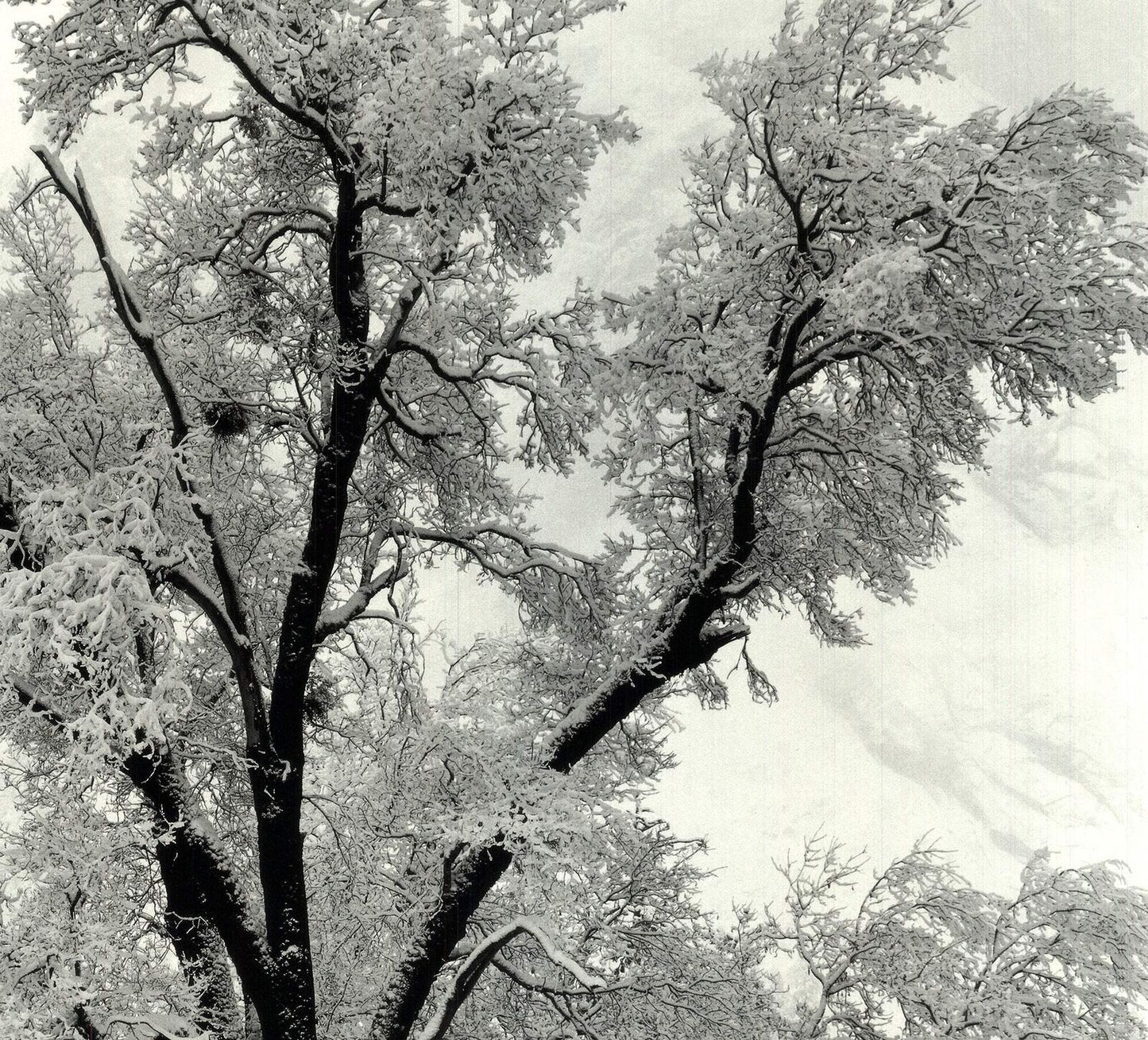 Ansel Adams Oak Tree, Snowstorm, Yosemite National Park, California () 36" X