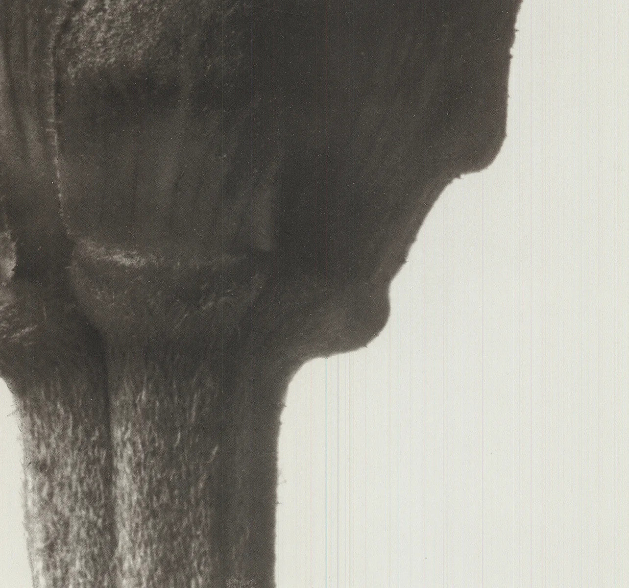 Karl Blossfeldt Zinnia Elegans " Offset Lithograph Contempora