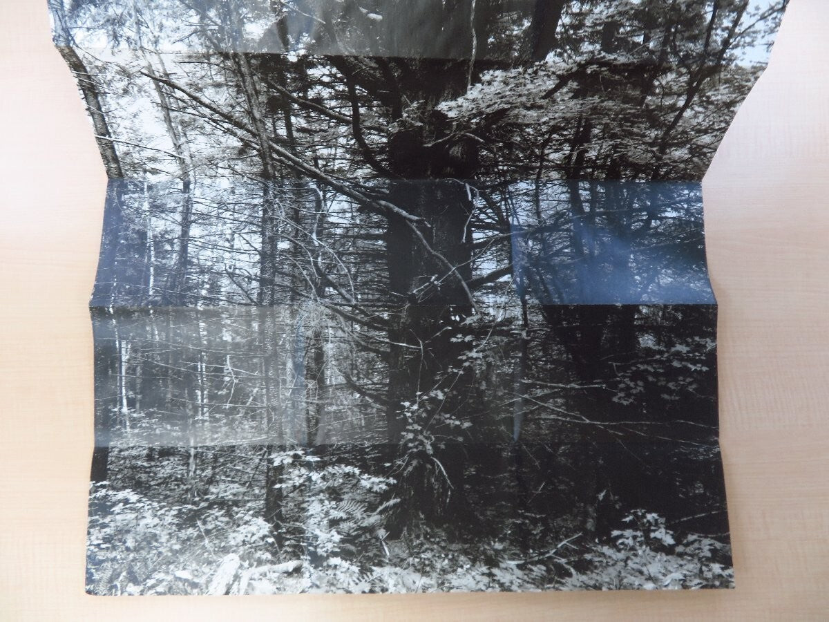 Manual: Forest / Product Suzanne Bloom Ed Hill