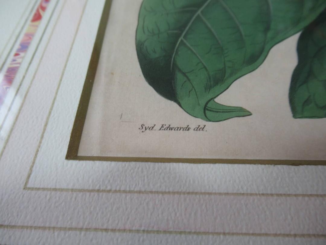 Syd. Edwards Botanical Engraving "Sterculia Balanghas" 1817 London Hand-Colored