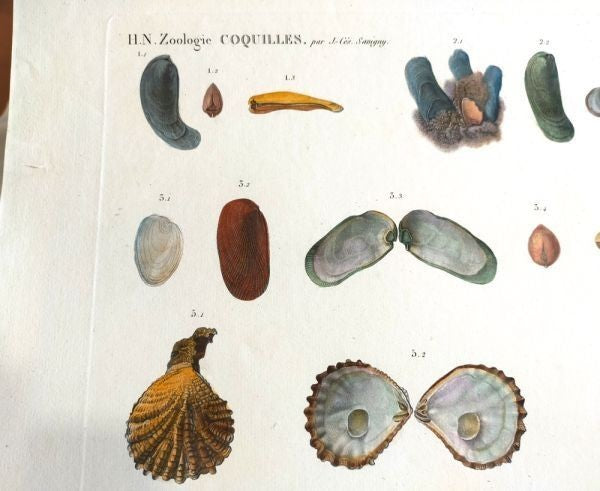 Napoleon Egypt Description De Legypte 1817 Savigny Mollusques Hand Colored Rare