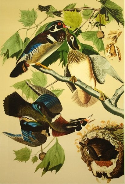 John James Audubon "Wood Duck" Lithograph By M. Bernard Loates Signed 16/1000