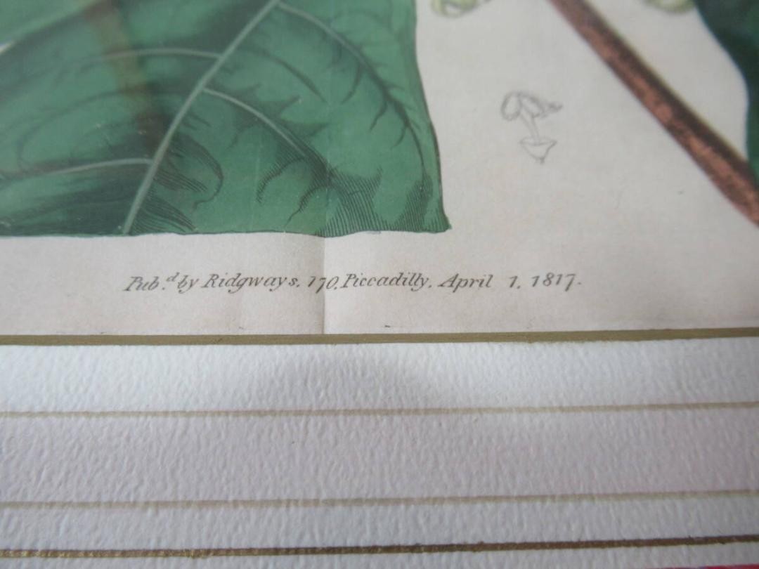 Syd. Edwards Botanical Engraving "Sterculia Balanghas" 1817 London Hand-Colored