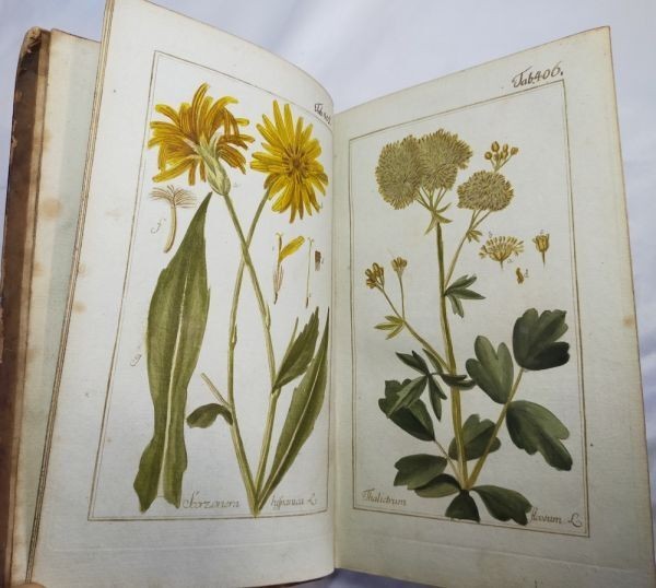 Johannes Zorn Icones Plantarum Medicinalium Vol V 1784 1St Ed Hand Colored Plate