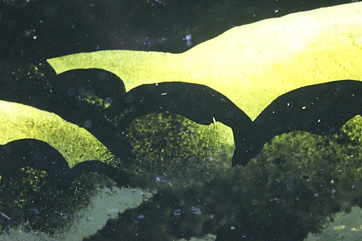 Rare Eyvind Earle Original Painting Oil On Panel