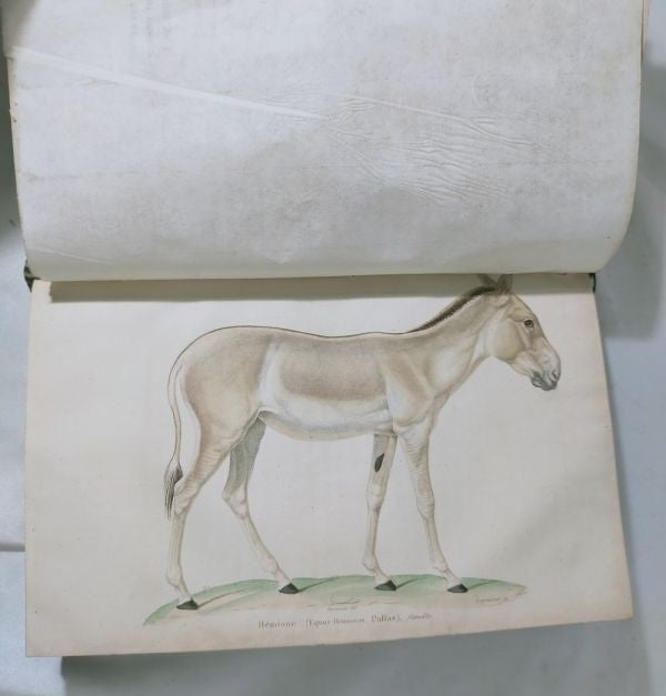 Isidore Geoffroy Saint-Hilaire Essais Zoologie Generale 1841 W Handcolored Plate