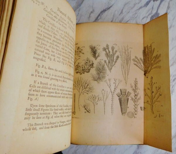 1755 John Ellis An Essay Towards A Natural