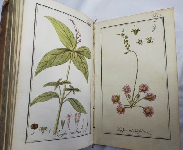 Johannes Zorn Icones Plantarum Medicinalium Vol V 1784 1St Ed Hand Colored Plate