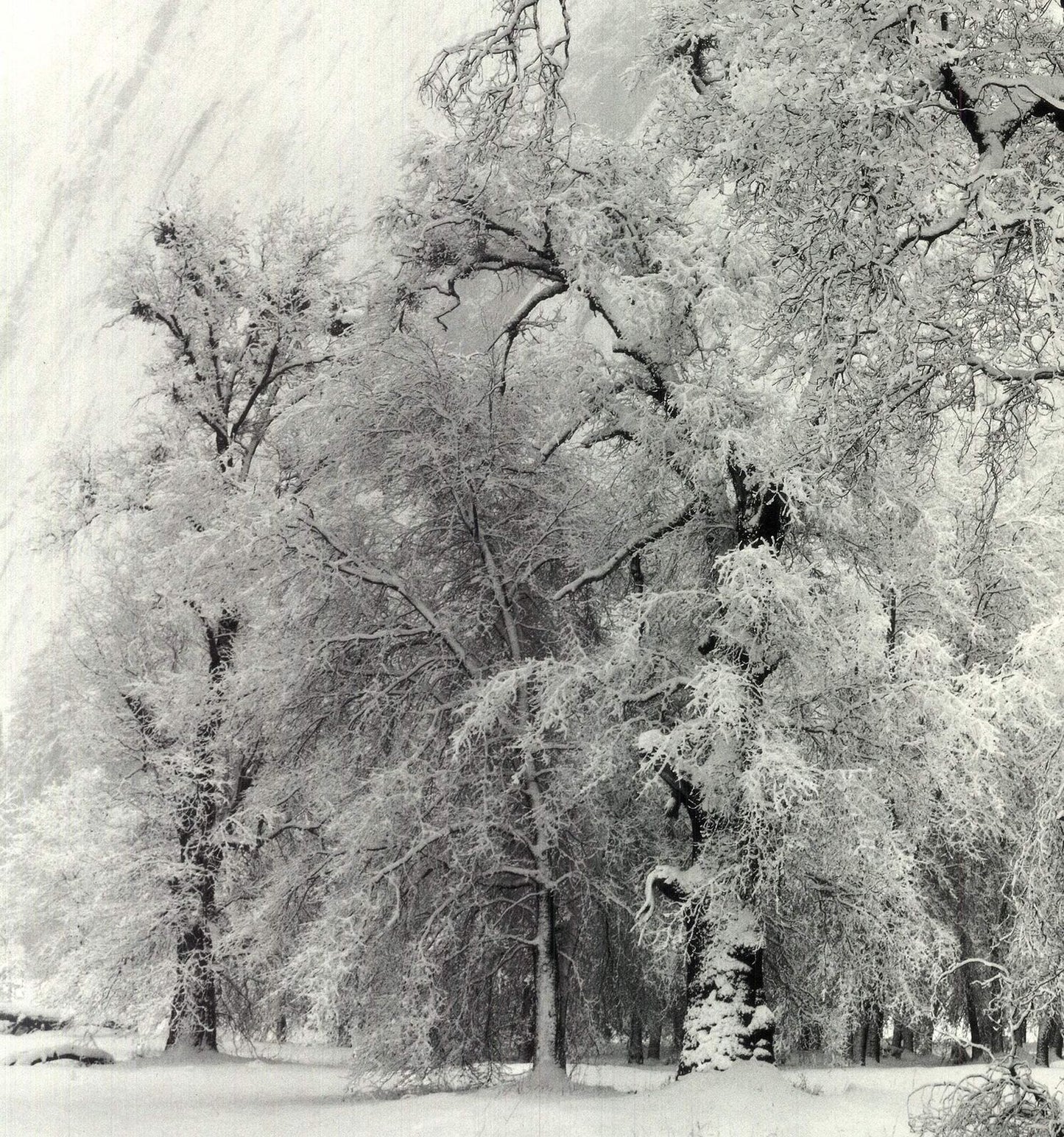 Ansel Adams Oak Tree, Snowstorm, Yosemite National Park, California () 36" X