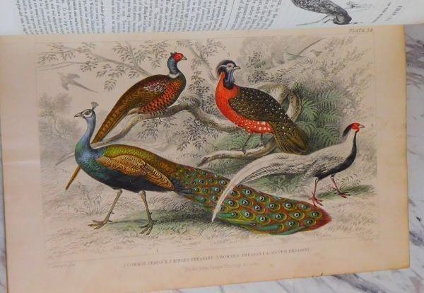 1866 Goldsmith History Of Earth And Animated Nature 2 Vols Blackie Hand-Color