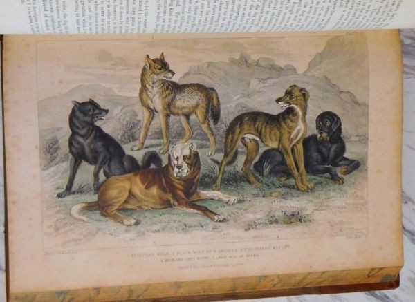 1866 Goldsmith History Of Earth And Animated Nature 2 Vols Blackie Hand-Color