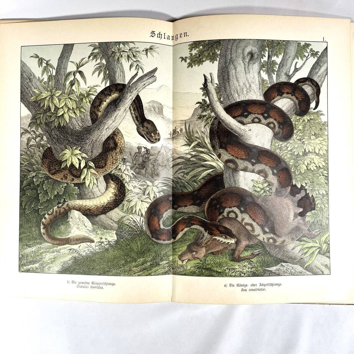1886 Natural History By Dr. G.H. V. Schubert, 1St