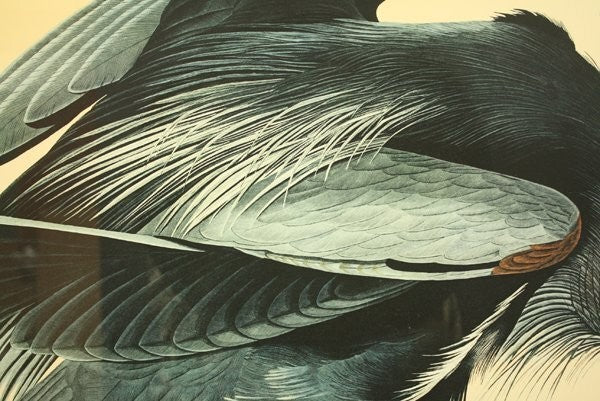 John James Audubon Great Blue Heron Birds Of America Bernard Loates Lithograph