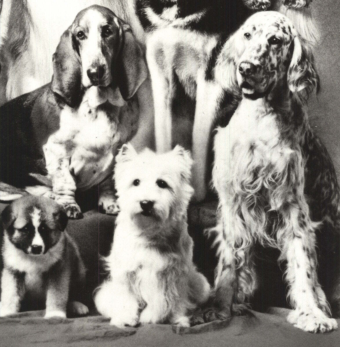 Howard Bernman Family Of Dog " Offset Lithograph Photography