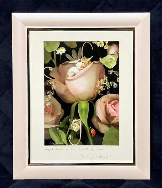 Charlotte Bird (Uk) Photograph Print Fairy Rose