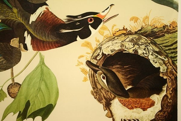 John James Audubon "Wood Duck" Lithograph By M. Bernard Loates Signed 16/1000
