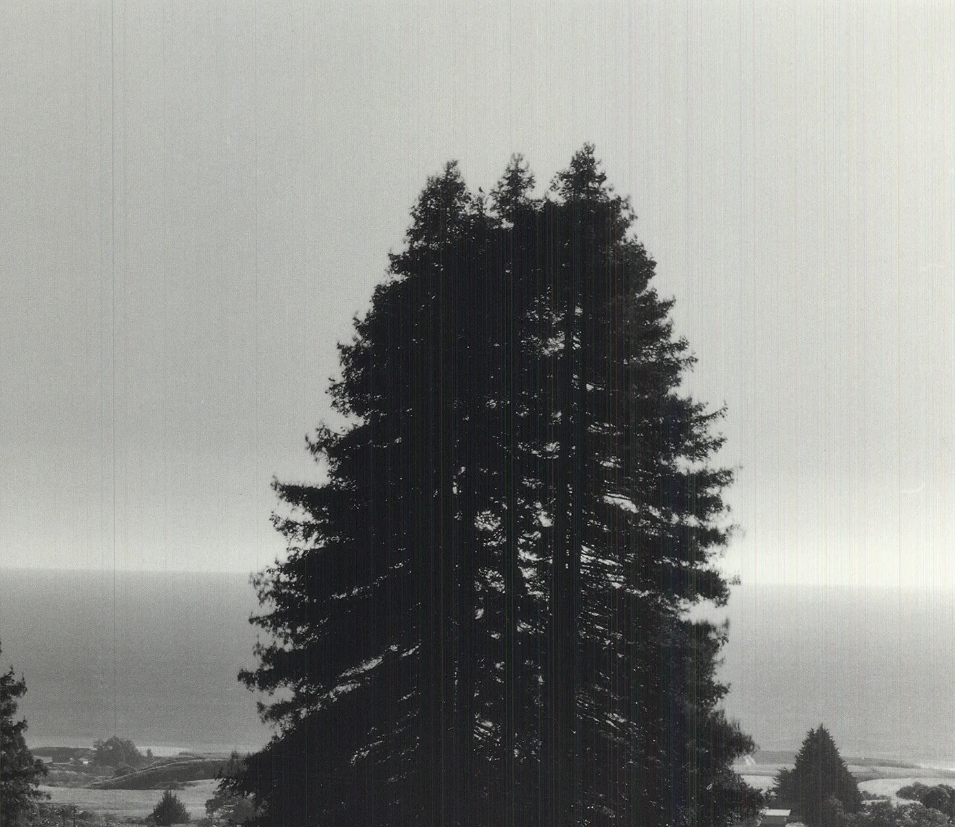Ansel Adams Pinetrees, Seashore " Offset Lithograph Photography