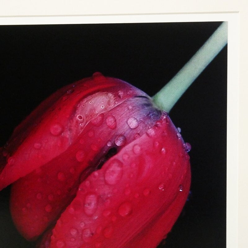 Ernst Haas Dye-Transfer Print "Flowers I (Red Tulips 1984)" Signed Limited Ed30