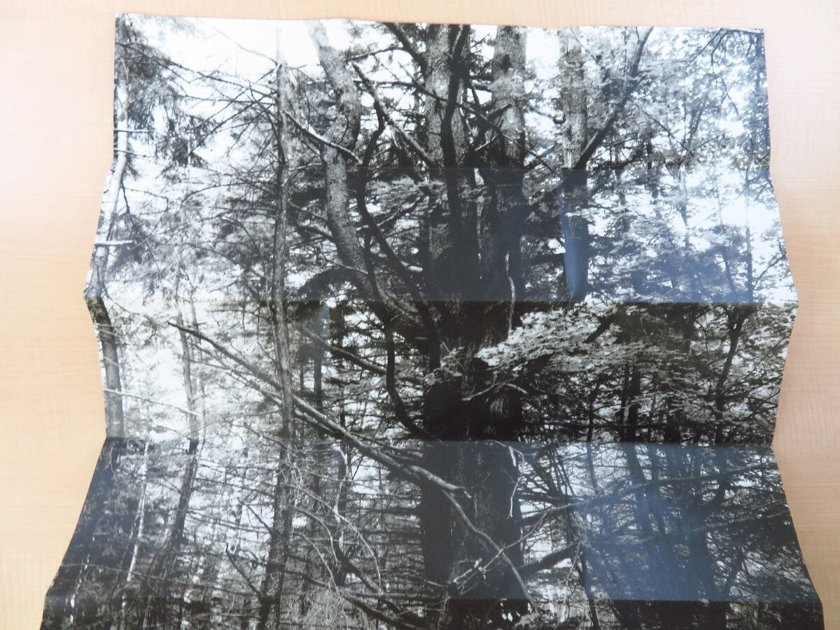 Manual: Forest / Product Suzanne Bloom Ed Hill