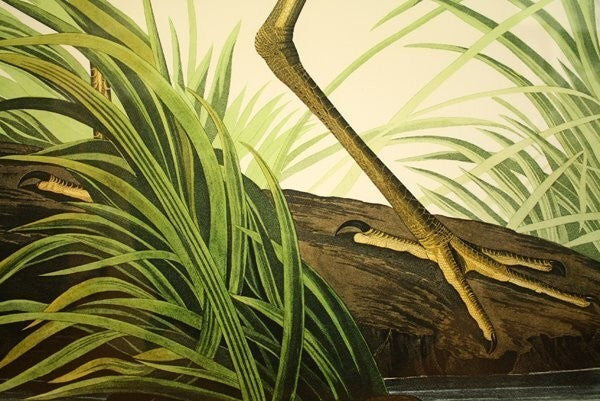 John James Audubon Great Blue Heron Birds Of America Bernard Loates Lithograph