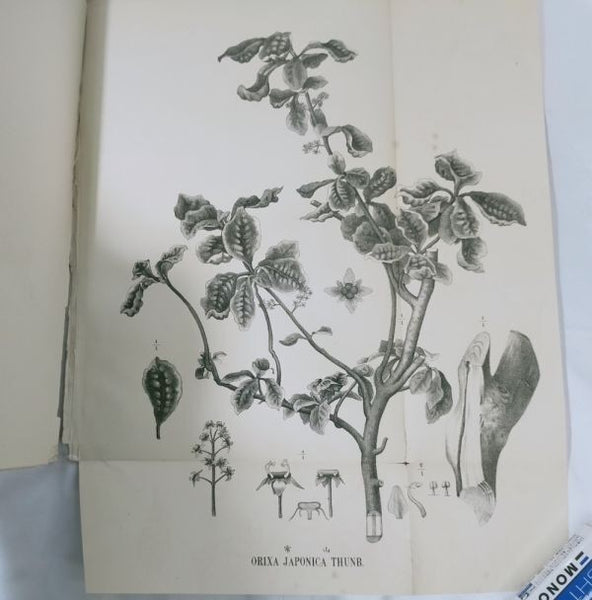 Eykman Phytochemische Notizen Japanische Pflanzen Tokyo University 1883 Rare