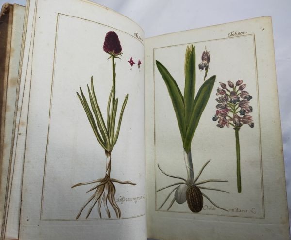 Johannes Zorn Icones Plantarum Medicinalium Vol V 1784 1St Ed Hand Colored Plate
