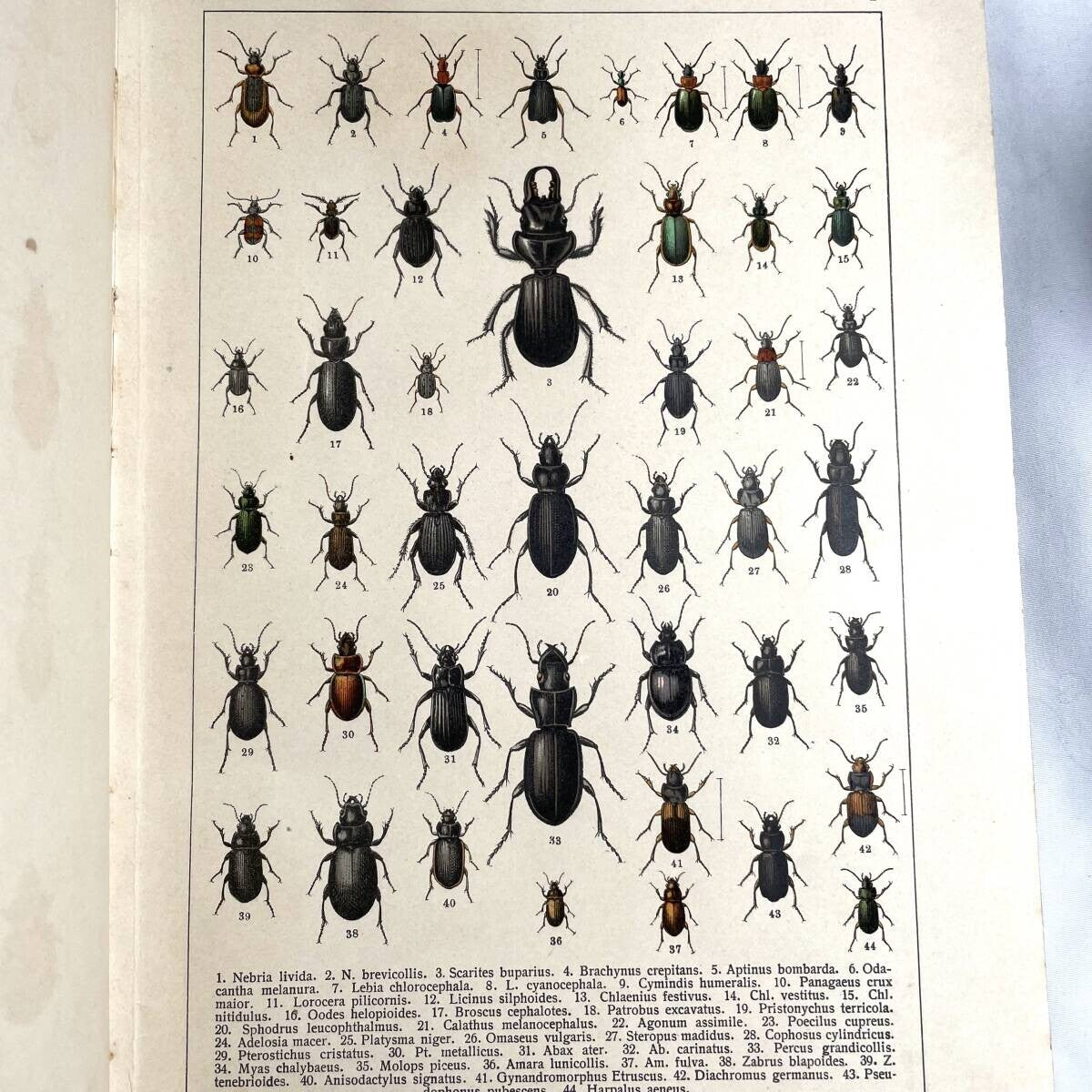 Atlas Brouku By Frantiek Klaplek, 1903, Czech Beetle Atlas, Full-Color