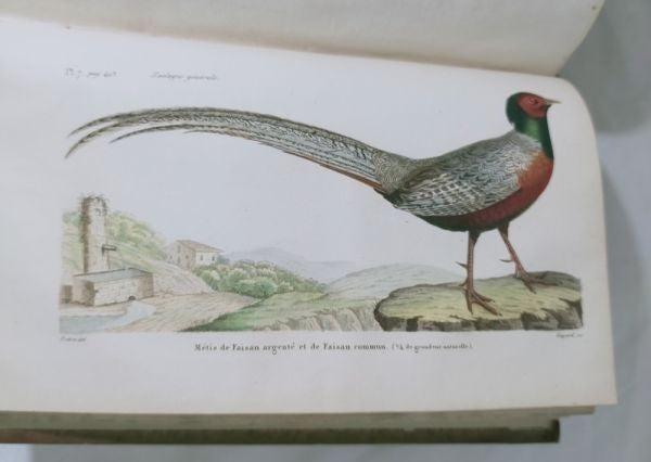 Isidore Geoffroy Saint-Hilaire Essais Zoologie Generale 1841 W Handcolored Plate
