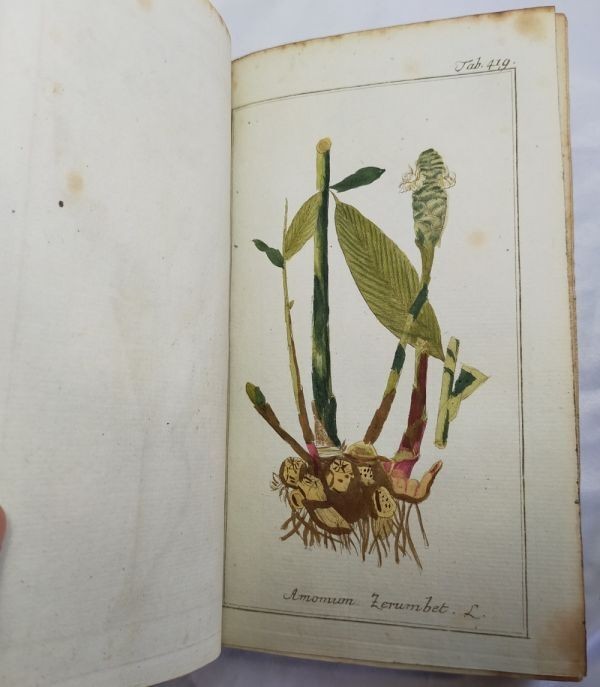 Johannes Zorn Icones Plantarum Medicinalium Vol V 1784 1St Ed Hand Colored Plate