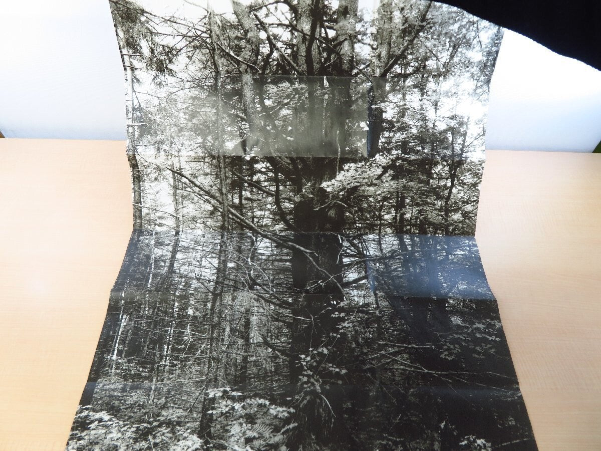 Manual: Forest / Product Suzanne Bloom Ed Hill