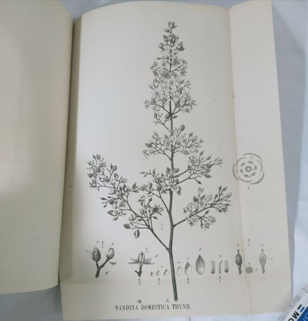 Eykman Phytochemische Notizen Japanische Pflanzen Tokyo University 1883 Rare