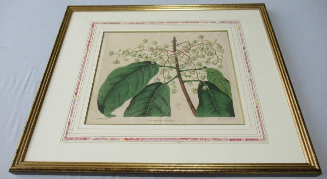 Syd. Edwards Botanical Engraving "Sterculia Balanghas" 1817 London Hand-Colored