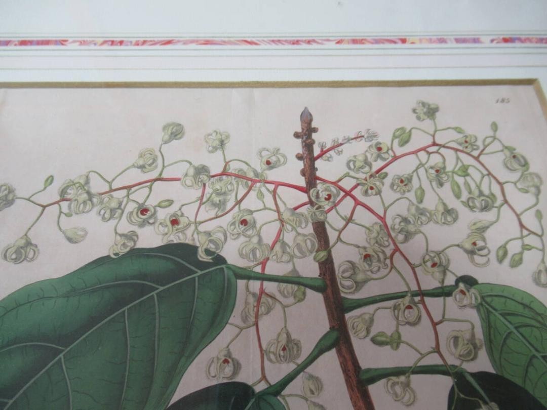 Syd. Edwards Botanical Engraving "Sterculia Balanghas" 1817 London Hand-Colored