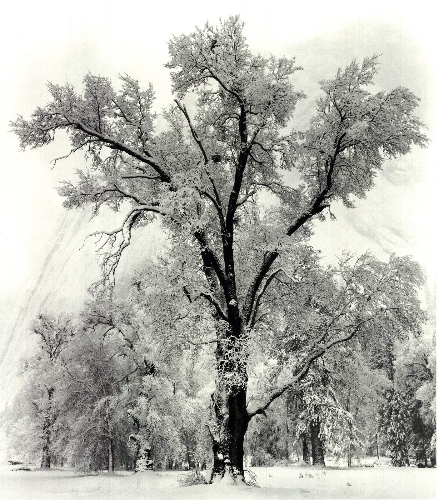 Ansel Adams Oak Tree, Snowstorm, Yosemite National Park, California () 36" X
